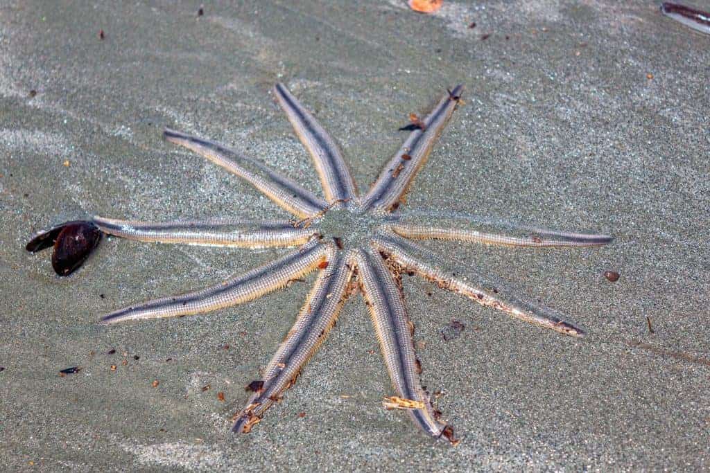 Une étoile de mer à Caraguatatuba