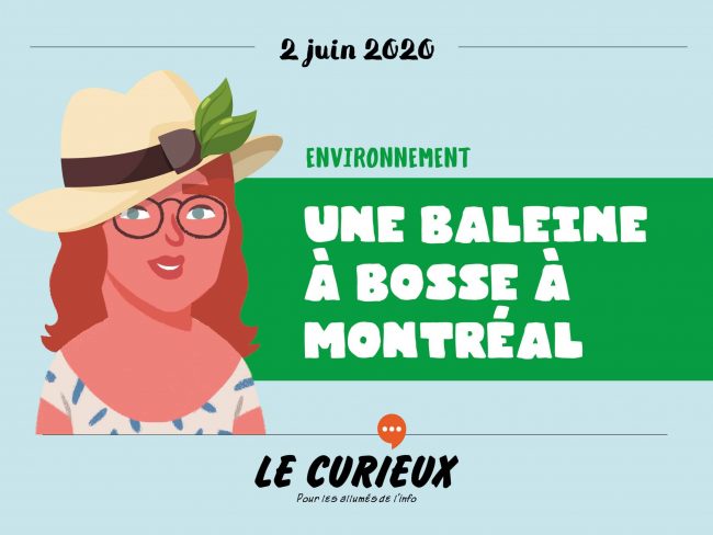 LeCurieux_Environnement2