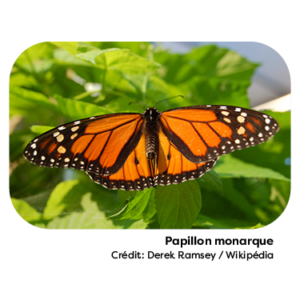 LC ICONS 23MAR 262 300x300 - La population de papillons monarques augmente &agrave; nouveau